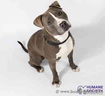 Adoptable Pets: Collins Needs a Home