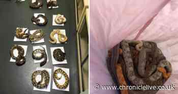 Sixteen more snakes found abandoned outside fire station in Sunderland