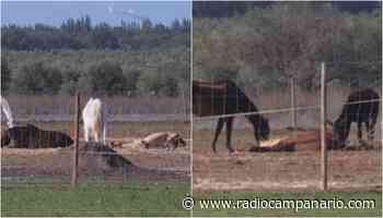 Cavalos apreendidos em Aljustrel e Ferreira do Alentejo continuam no mesmo local, sem alimento e subnutridos. Já existem animais mortos no local - Rádio Campanário - Rádio Campanário