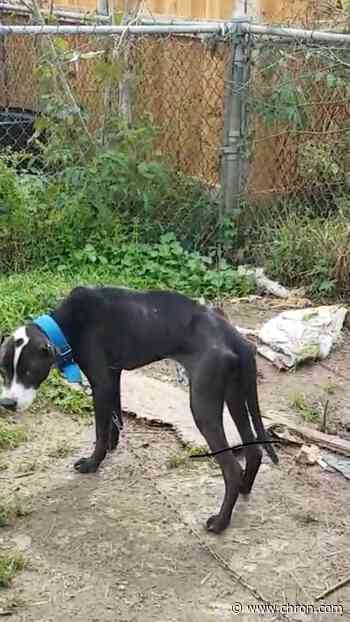 Investigators find chained dogs starving, eating bark off trees in Houston yard