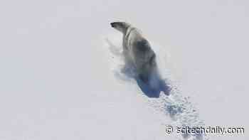 Polar Bears Skinnier & Having Fewer Cubs Due to Less Sea Ice in Baffin Bay
