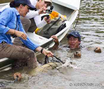 To Save the Amazon Rainforest, It Helps to Learn About Fish