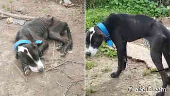 2 dogs found severely emaciated on Houston's south side - KTRK-TV