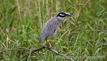 Houston flies high with new 'Bird City' parks and wildlife honor - CultureMap Houston