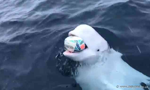 Adorable moment a beluga plays rugby with a group of South African supporters just days after their World Cup win