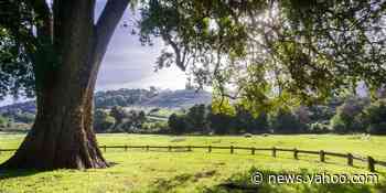 Girl, 6, survives mountain lion attack after adult pushes animal into bushes