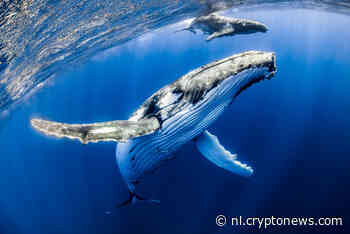 Grote handelaar haalt $9 miljoen binnen als Bitcoin-markt wegglijdt