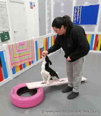 Hessey's Hound Haven to help fund Halton Haven Hospice