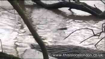 Resident films playful seal swimming in the Thames at Teddington