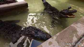 Alligators Lizzy ad Lucy stand guard at the First National Bank in Alvin, Texas