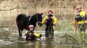 RSPCA rescuers save pony from Storm Dennis floods