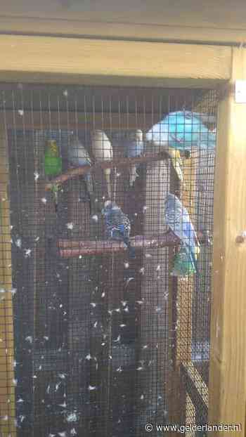 Storm maakt volière stuk, nu is Thijs vier parkieten kwijt: ‘Iedereen leeft ontzettend mee’