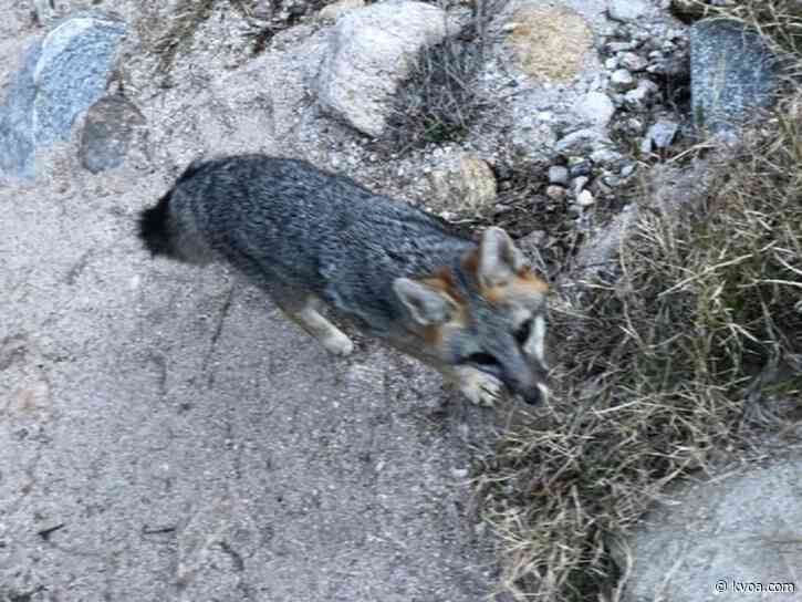 Hiker bit by gray fox at Sabino Canyon, AZGFD says