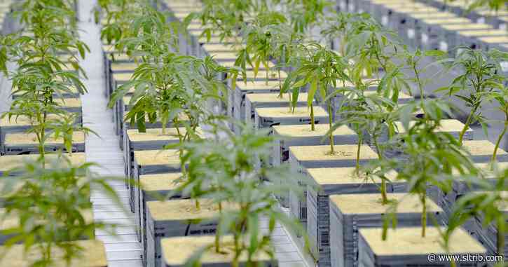 Utah lawmaker says designing cannabis program is like “tiptoeing through a minefield”