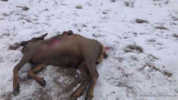 Four elk shot and dumped east of Edmonton; Fish and Wildlife investigating