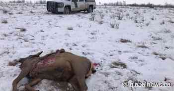Alberta Fish and Wildlife searching for poachers after 4 elk killed near Wainwright