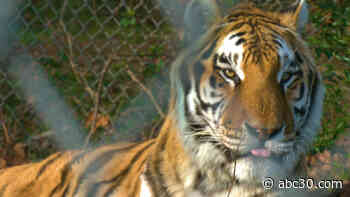 Meet the Tigers of The U.S.