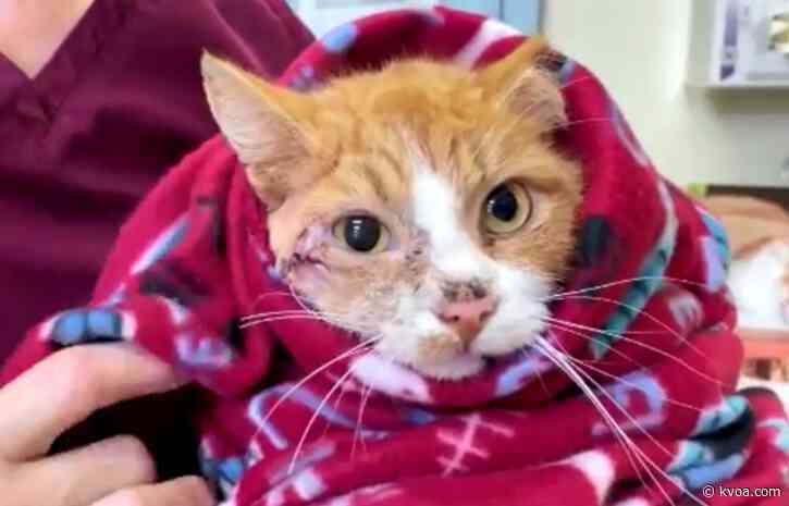 Cat survives arrow shot through its head