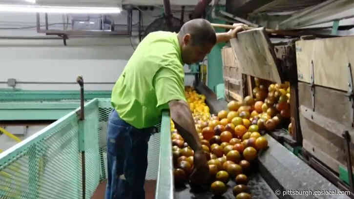 Florida Citrus Farm Next To Pirate City Offers Tours, Juice