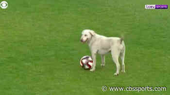 Dog runs on field, interrupts professional soccer match in Turkey