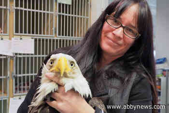 Ten poisoned eagles rushed to veterinary hospital in Nanaimo