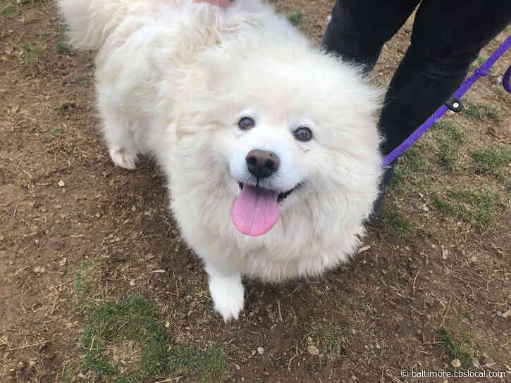Dogs Rescued From South Korean Meat Trade Up For Adoption