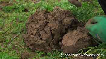 Video: Building soil resilience with root architecture - Potato News Today