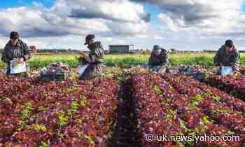 New immigration rules: where will UK find its drivers and pickers?