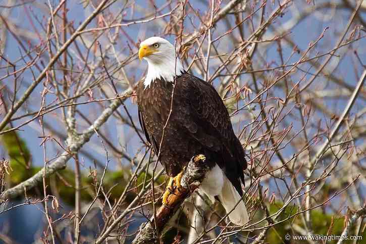 Bald Eagles Are Still Dying From Lead Poisoning