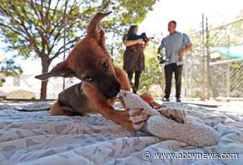 Know what you’re getting into financially before you adopt a dog