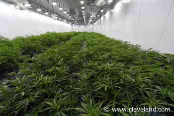 Roughly 600 doctors can recommend Ohio medical marijuana. Search by name and ZIP - cleveland.com
