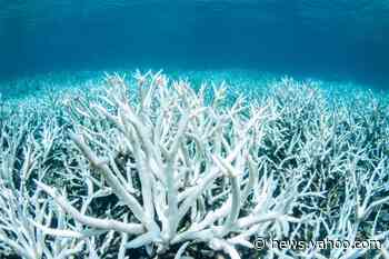 Earth's coral reefs could be gone by 2100, research finds