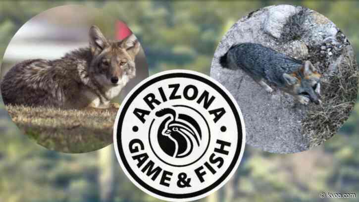 Arizona Game & Fish warning community after recent wildlife attacks