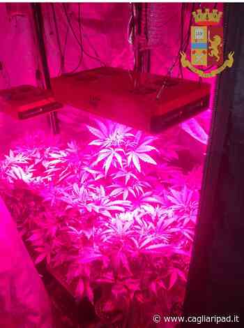 Assemini, coltivava erba in casa della compagna: arrestato 32enne - Cagliaripad