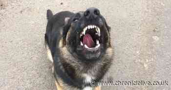 Police dog tracks down man suspected of breaking into cars in early hours in Kenton