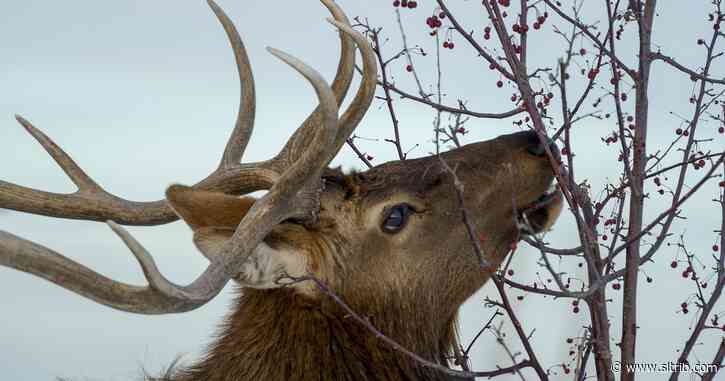 Utah bill would prevent deadbeat parents from hunting and fishing