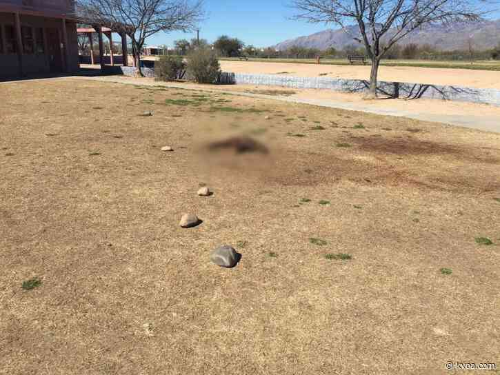 Reward offered in stoning death of javelina at local school