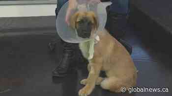 Adopt A Pet: Meet three-month-old Neon