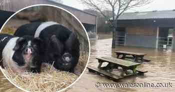 Cefn Mably farm attraction to close for at least eight months after Storm Dennis damage