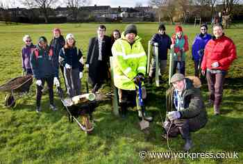 SPRING: Trees and flowers planted in Badger Hill and Hull Road