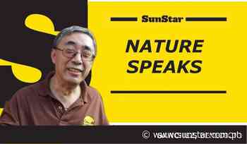 Sanchez: Gadgets and occupational therapy - SunStar Philippines