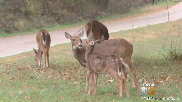 Game Commission Accepting Comments On Plan To Combat Chronic Wasting Disease