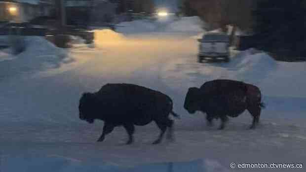 Bison run wild in small Alberta town after escaping from trailer