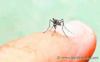 Más casos en la ciudad y provincia de Buenos Aires: cómo prevenir el dengue - iprofesional.com