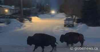 Herd of 15 bison on the lam in Hythe, Alberta after escaping trailer