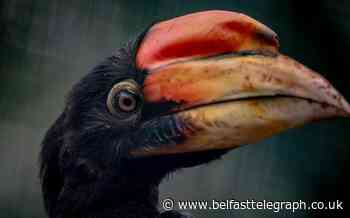 Nest footage shows first rare hornbill chicks to hatch in the UK for 13 years