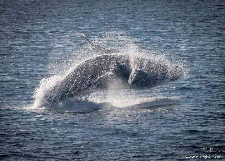 What is drawing humpbacks, big bluefin tuna to Southern California coast?