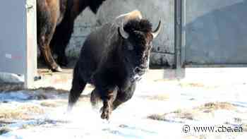 'They came bustin' out!': Herd of bison runs loose in village of Hythe