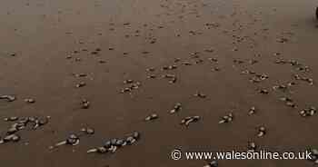Thousands of strange looking creatures have washed up on a Welsh beach after Storm Dennis