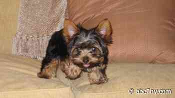 Lost dog found 14 years later, reunited with Houston family - WABC-TV